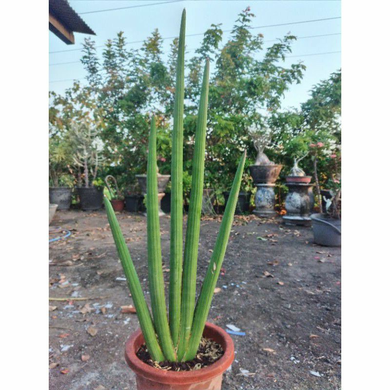 SANSEVIERIA PERSONI SEKARJAGADJOGJA TANAMAN HIAS LIDAH MERTUA ANTI RADIASI ANTI POLUTAN DEKORASI RMH