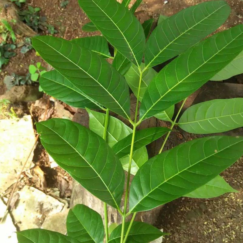 

DAUN MAHONI SEGAR 150 LEMBAR