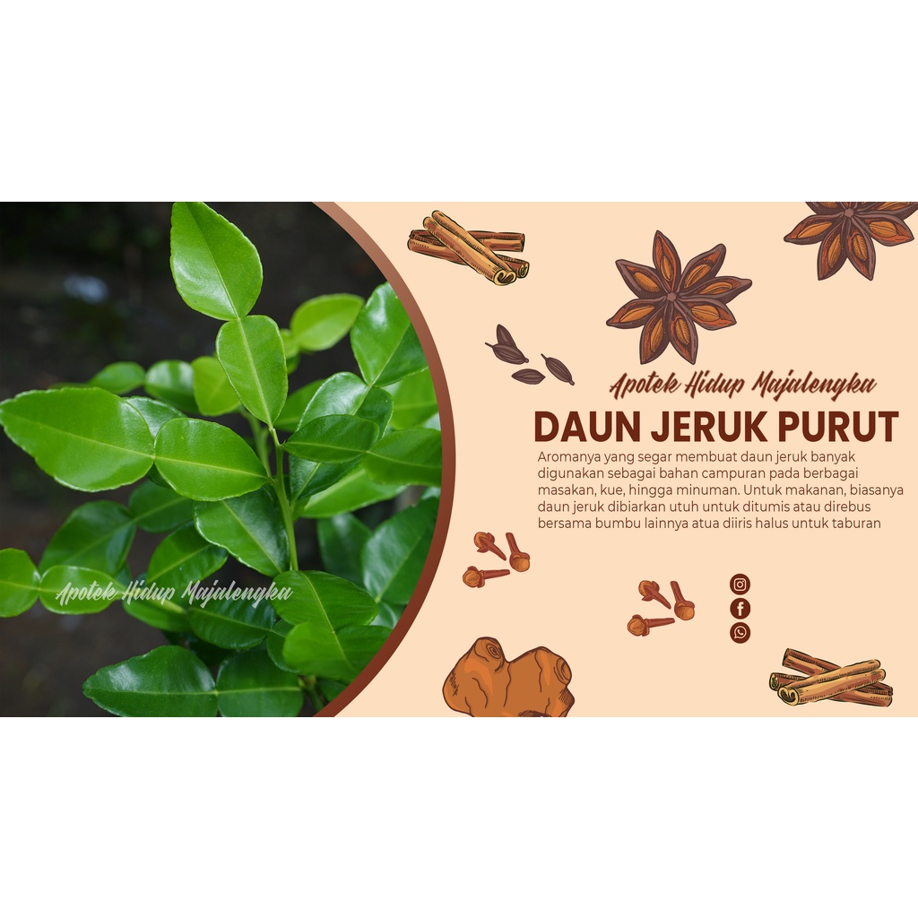 

DAUN JERUK PURUT FRESH