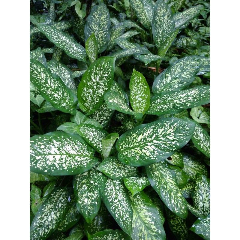 TANAMAN HIAS SRI REJEKI/AGLONEMA/BERAS TUMPAH/BERAS KUTAH