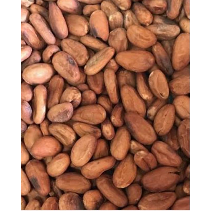 

biji kakao biji coklat kering 500g