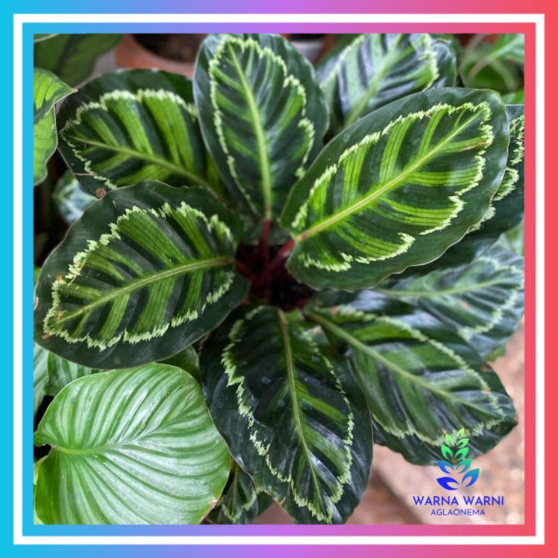 kalatea linden/kalatea/kalatea murah/calathea/calathea illustris/kalatea paket promo/kalatea paket