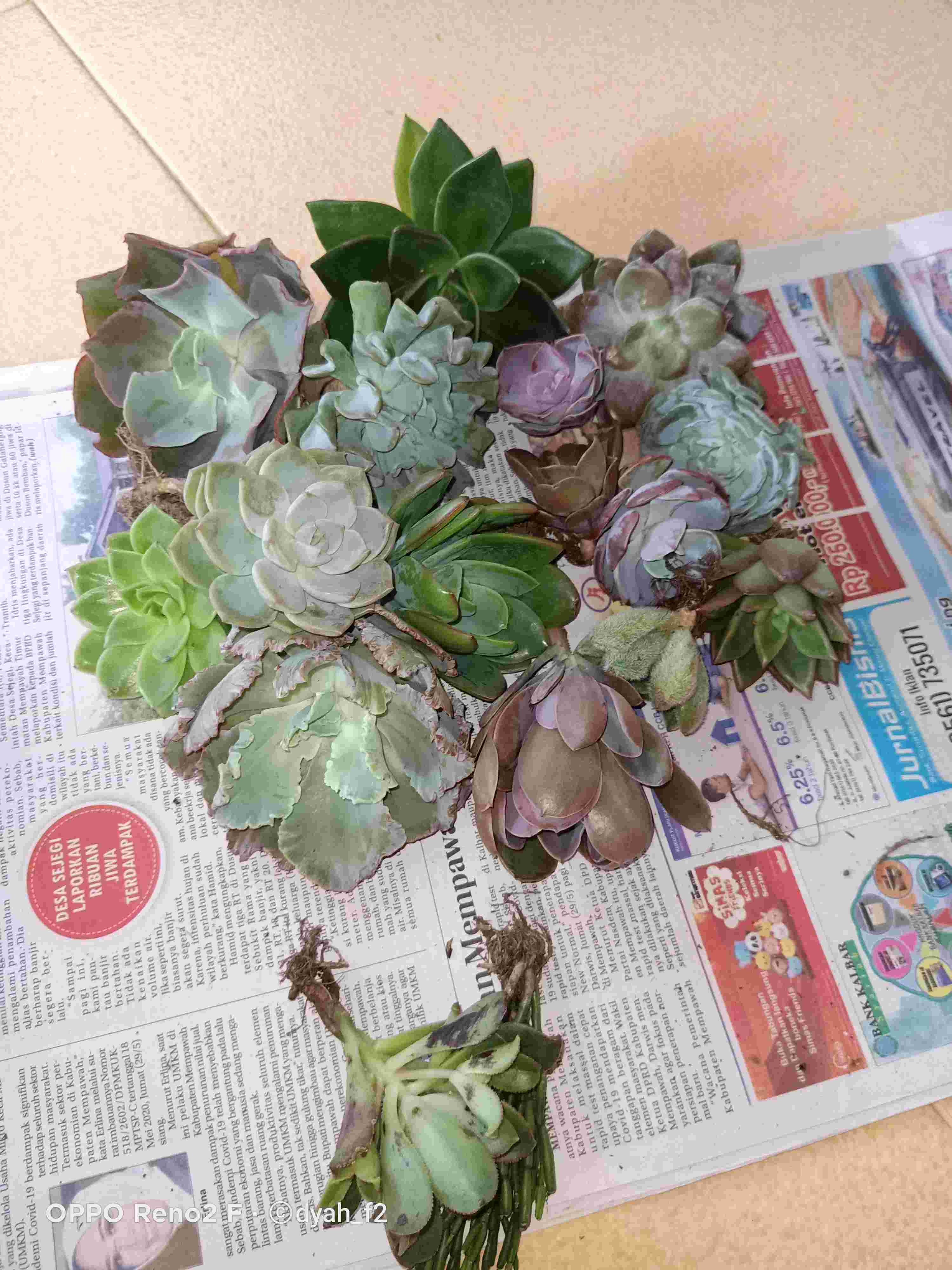 Sukulen Murah Dan Hemat Dengan Berbagai Macam Variant Sudah Termasuk Pot 10cm