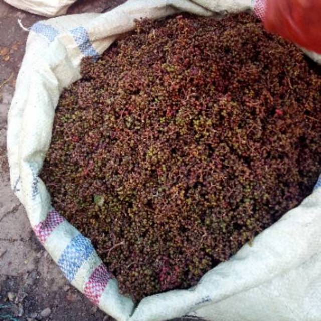 

andaliman toba