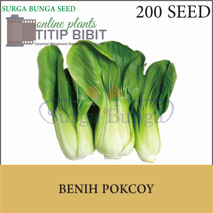 Benih Sayur Pokcoy 50 seed