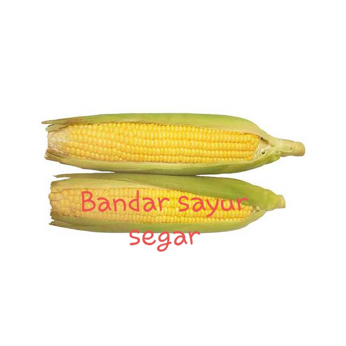 

Sayuran jagung sayur segar bagus baik
