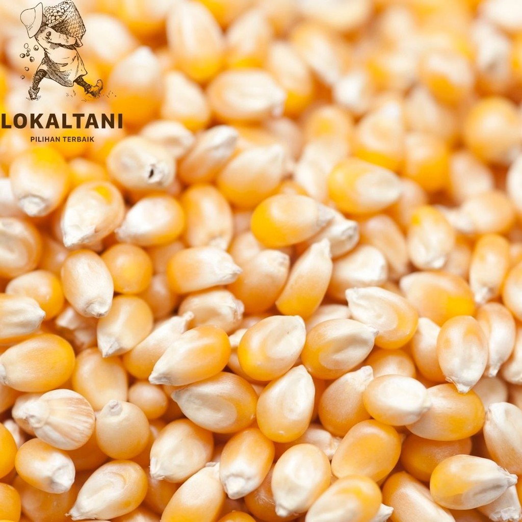 

Biji Jagung USA 500gr /Mennel Popcorn Big Ball Mushroom / Biji Popcorn