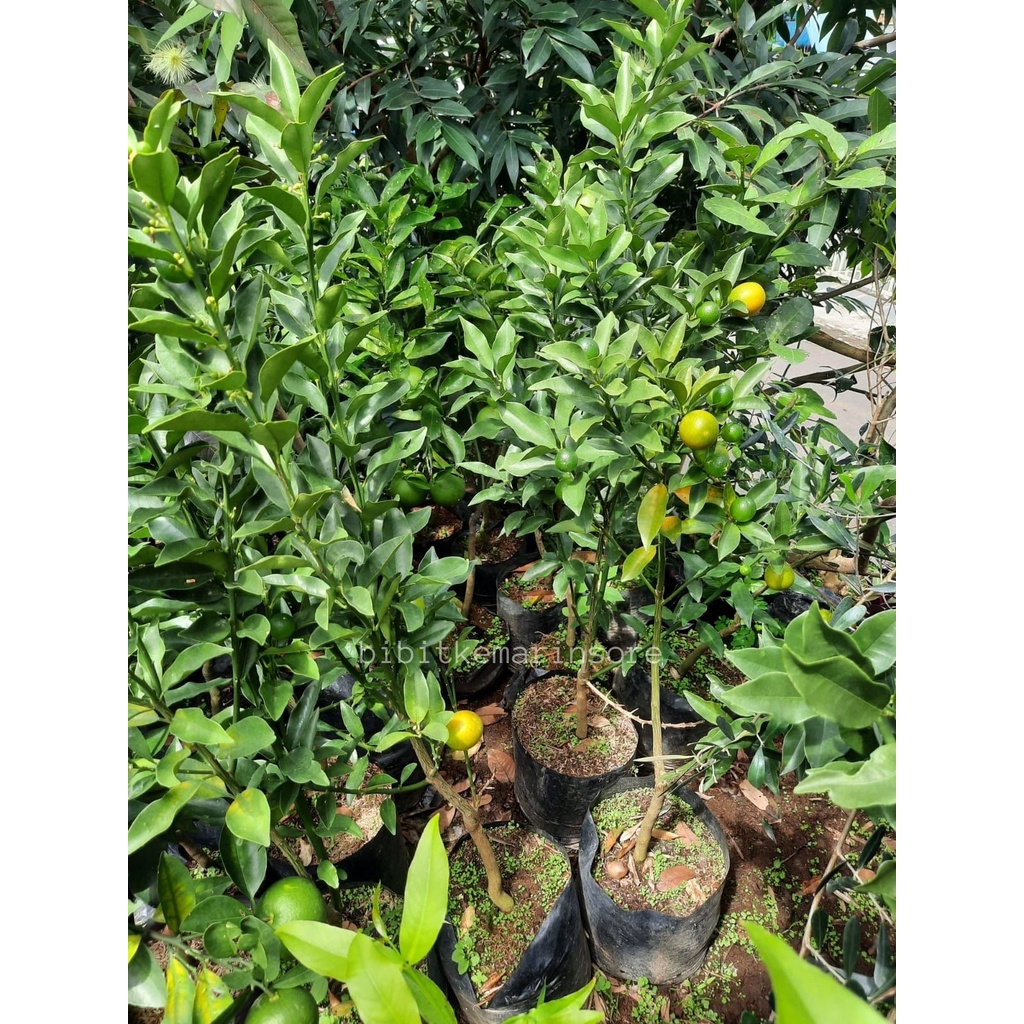 Bibit Tanaman Buah Jeruk Tongheng