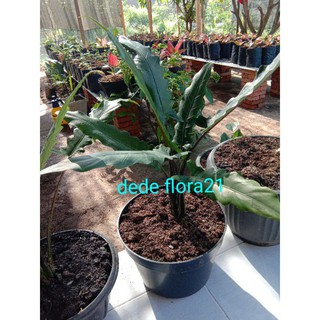 Keladi Black Sipit Caladium Keris Papua Shopee Indonesia