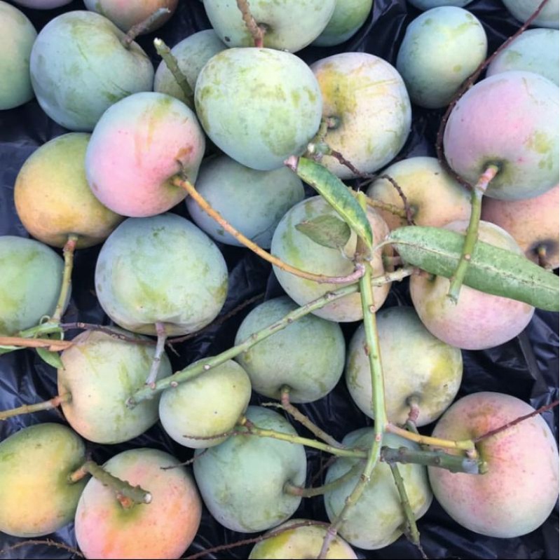 

Mangga Apel Mengkal Fresh / 1 Kg