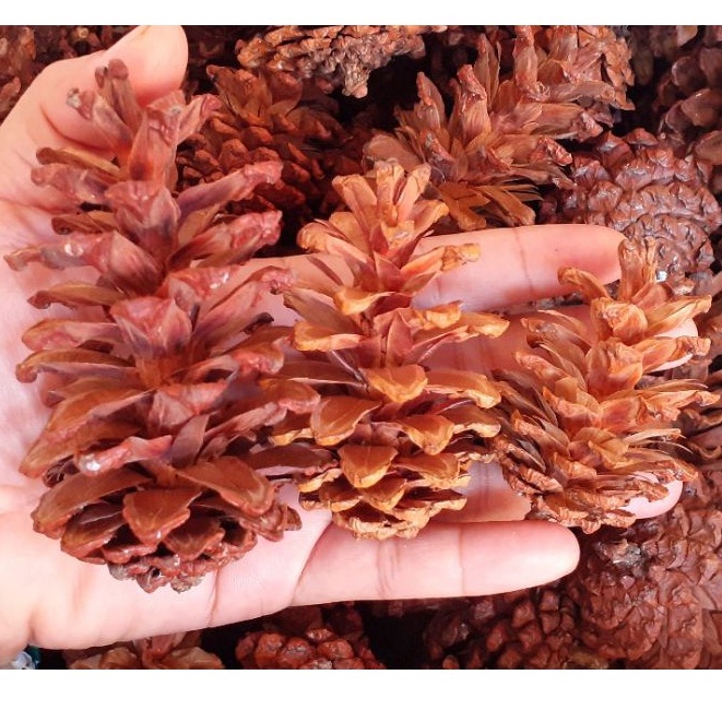 1 PCs Bunga Pinus Mekar Pinecone Pine Flower Kembang Pinus Proferty Foto Hiasan Craft Rustic Bunga Kering Lokal