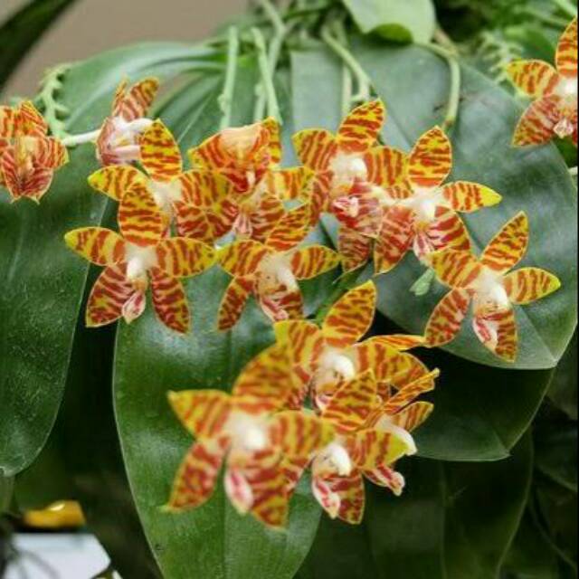 Anggrek Phalaenopsis Amboinensis