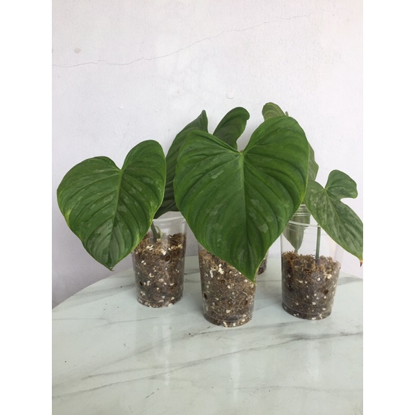 philodendron majestic
