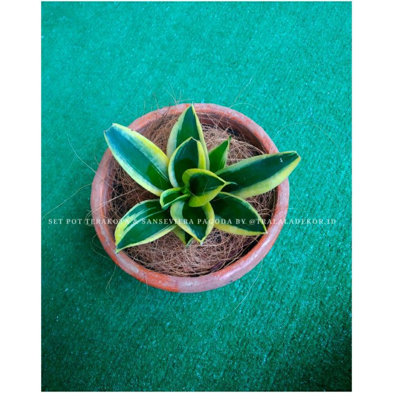 Sansevieria Pagoda / Sansevieria Mini