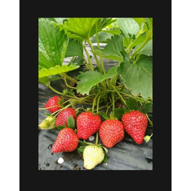 paket 20 bibit strawberry jumbo manis Giant California bibit unggulan