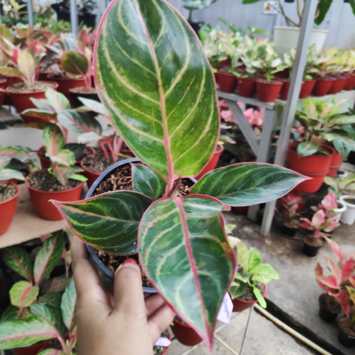 Tanaman Hias Koleksi Aglonema Red Emerald Dragon / Tanaman Hias