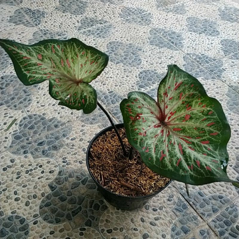 Caladium Batik Shopee Indonesia