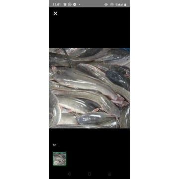 

ikan lele segar