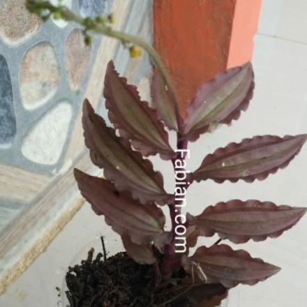 Tanaman jewel malaxis terlaris