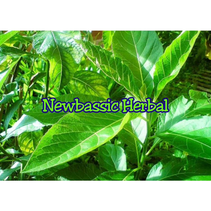 

daun afrika fresh 500g alami herbal