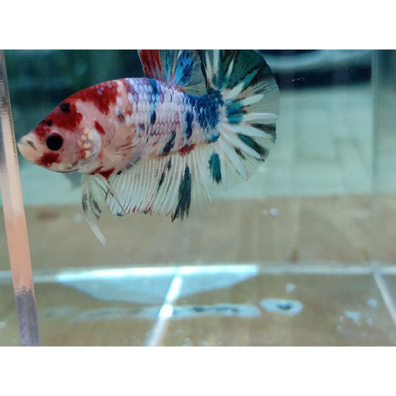 Ikan Cupang/Betta Fish/Ikan Cupang Multicolor
