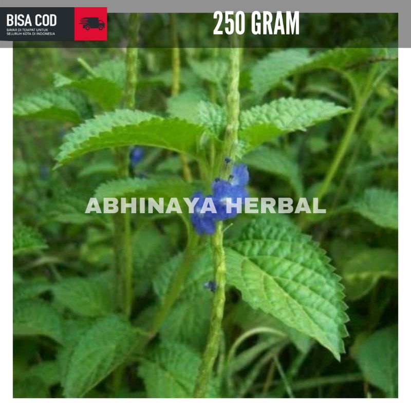 

Danaman pecut kuda / daun pecut kuda segar 250 gram