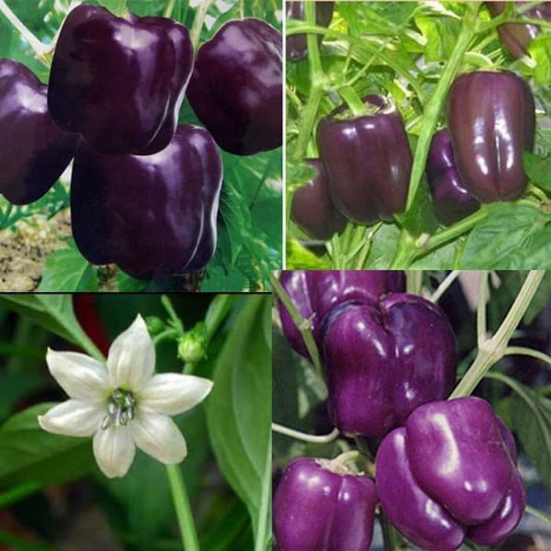 Benih Paprika Ungu F1 Purple Star - Benih Sayuran Kwalitas Terbaik