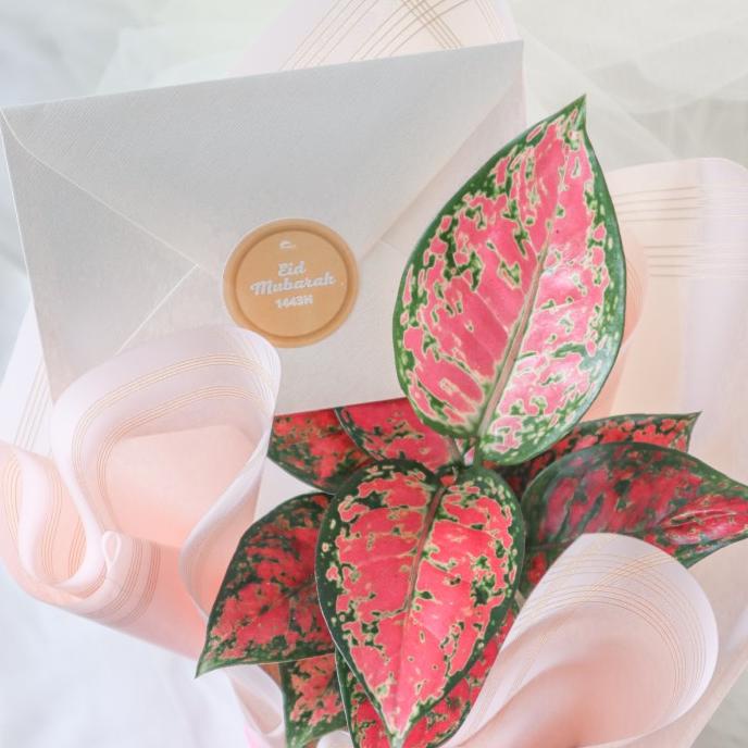 

Parcel Lebaran Living With Plant