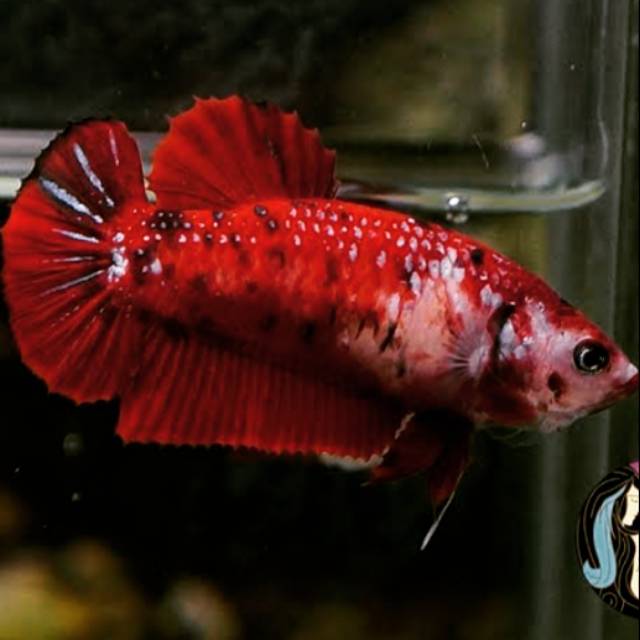 

Ikan cupang pk koi galaxy betina