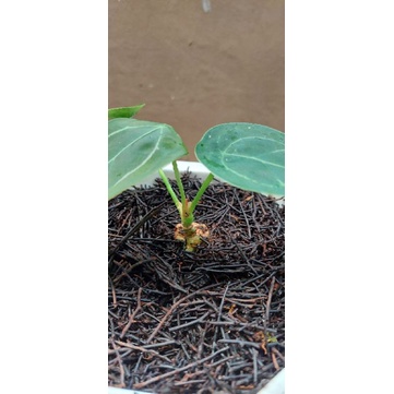 Anthurium forgetii ori nempel bonggol