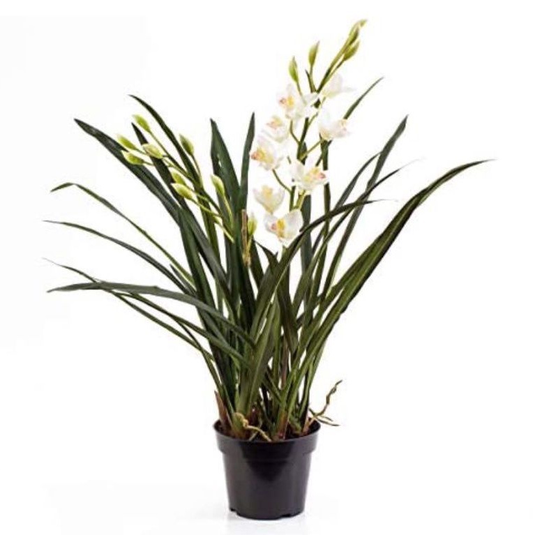 Anggrek Cymbidium ensifolium Anggrek Hutan sumatera Anggrek Unik dewasa Outdoor