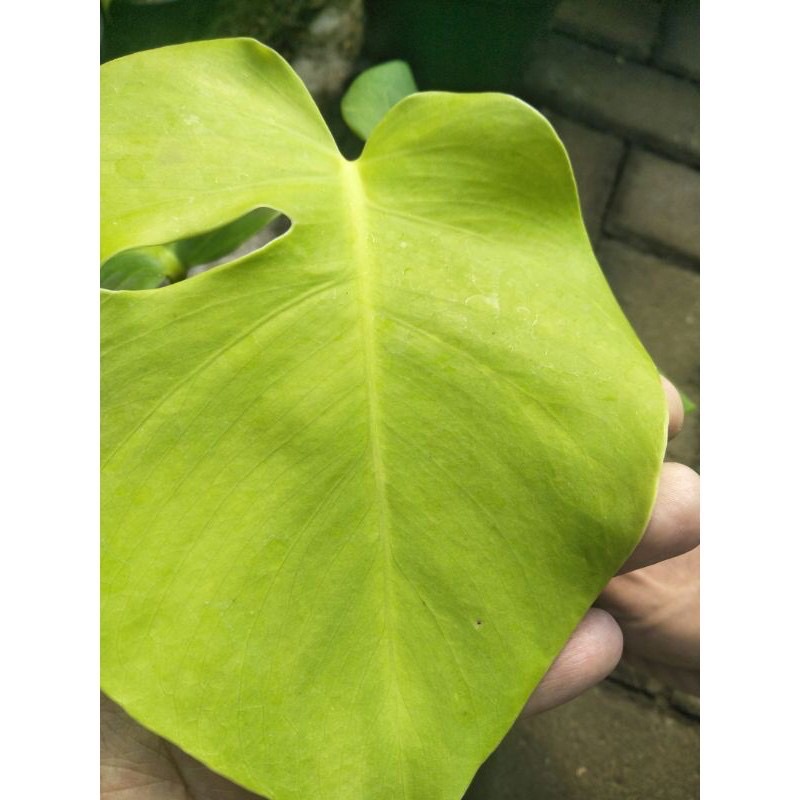 ANAKAN Monstera Variegata kuning dan putih langsung dari bonggol