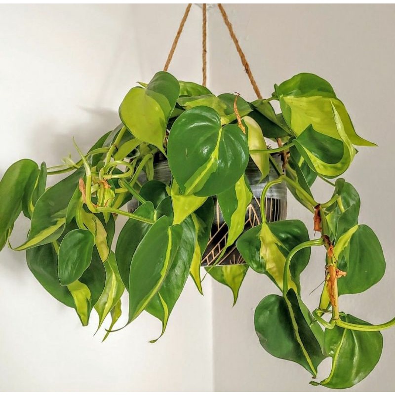 epipremnum brazil / sirih brazil