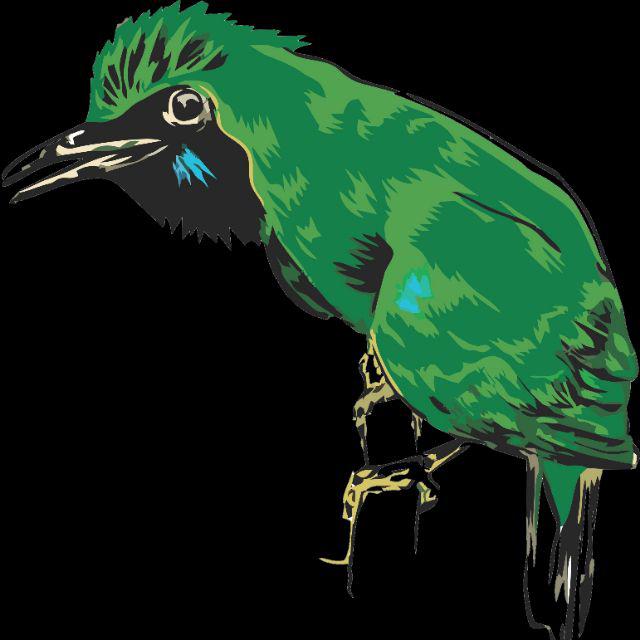 6400 Gambar Kartun Burung Cucak Ijo HD