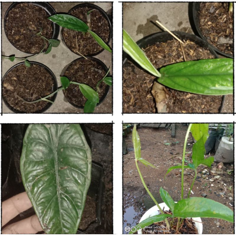 paket #alocasiapuncakborneensis #rhaphidophoraBeccarii #Cyrtosperma