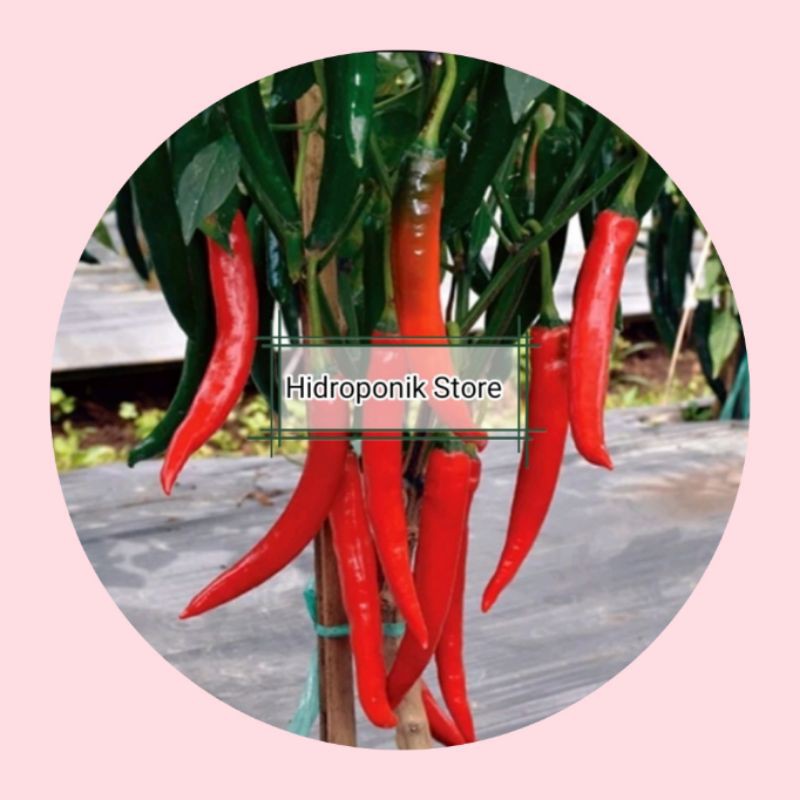 Benih Bibit Cabai Cabe Lombok Lompong Merah Besar