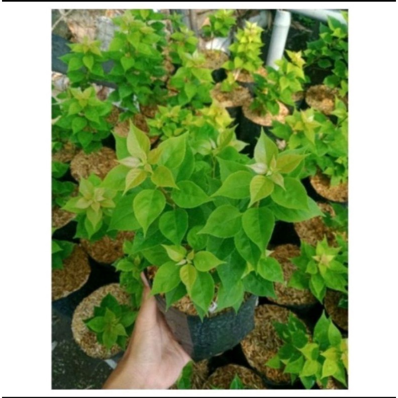 Tanaman Hias Bunga Bougenville Bunga Kertas - pohon Bunga Kertas - Bunga Bougenville - Bibit Tanaman