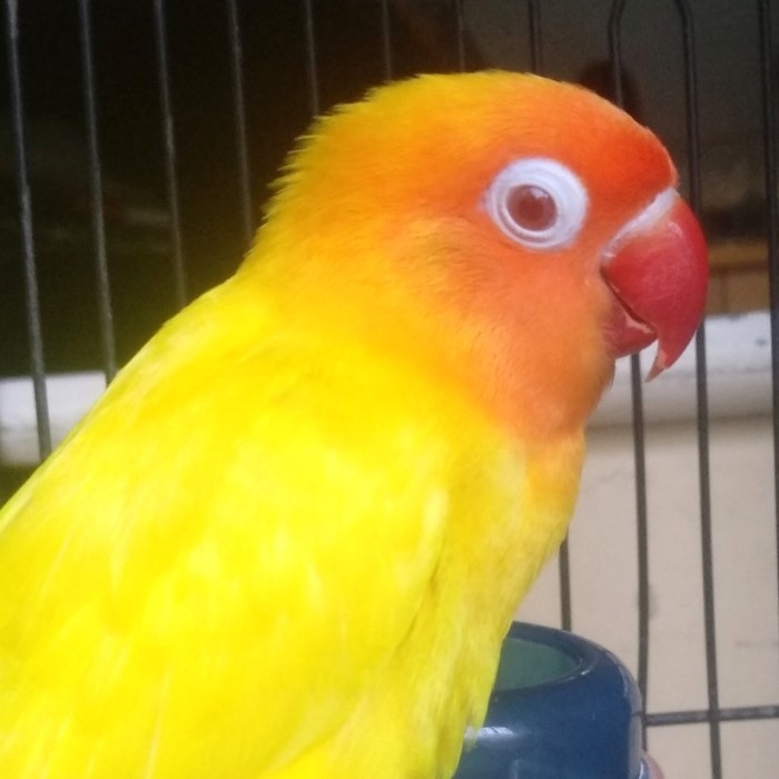 lovebird lutino mata merah