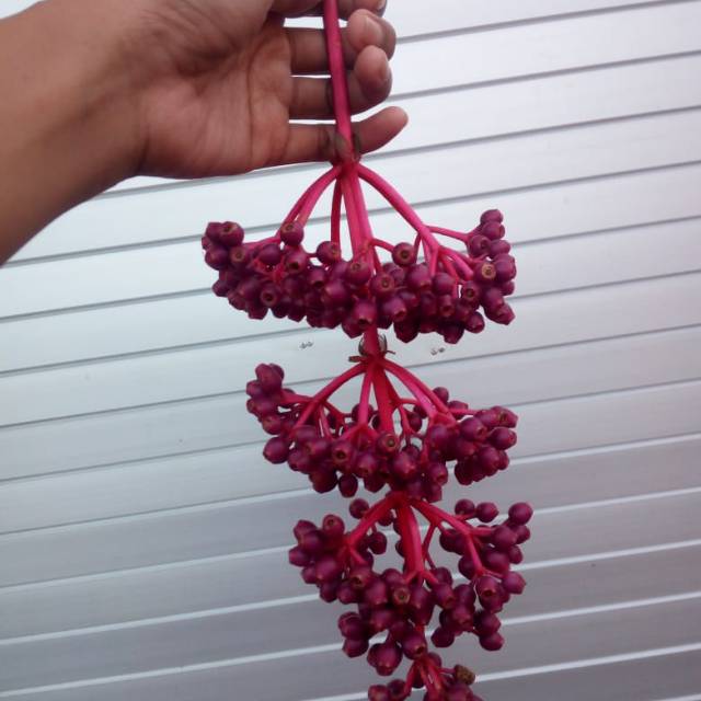 

Parijoto 1/4 kg