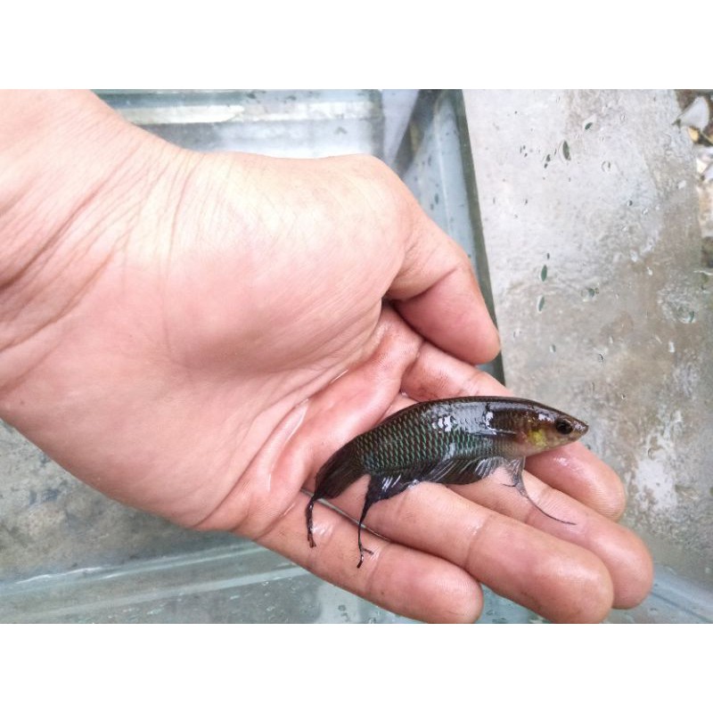 wild Betta Simorum 10 ekor Rp.145.000