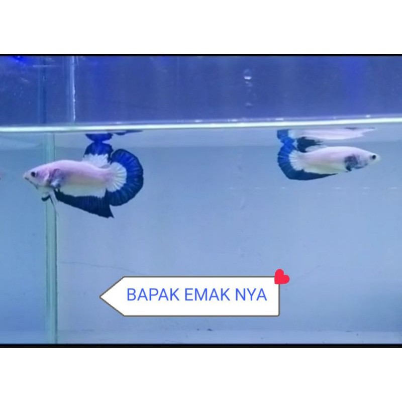 ikan cupang hias betta/cupang bahan Blue rim line thailand