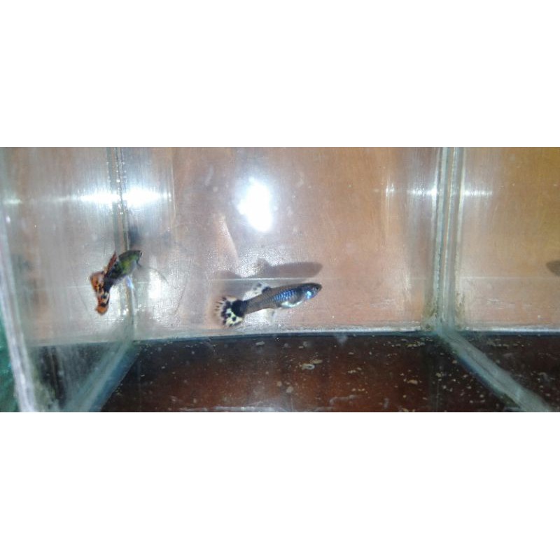 ikan guppy red dragon