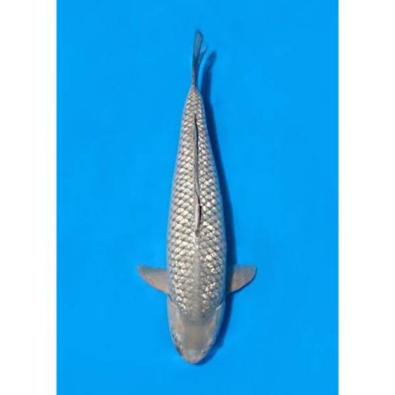 ikan koi saragoi ginrin size 31cm