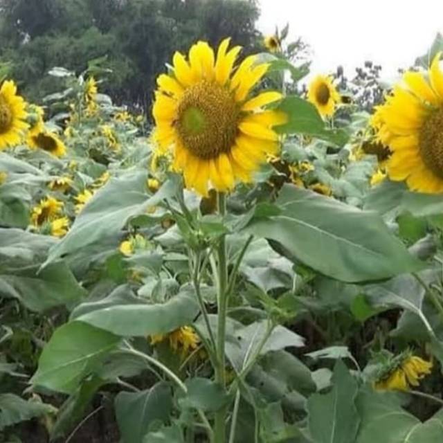 Pohon Bunga Matahari - Tanaman Hias Bibit Pohon Bunga Matahari Besar