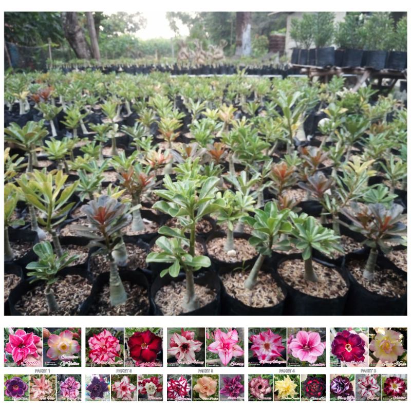 

Mawar Gurun / Bunga Kamboja Jepang / Paket Bibit Adenium Size A 5 Warna 5 Pohon