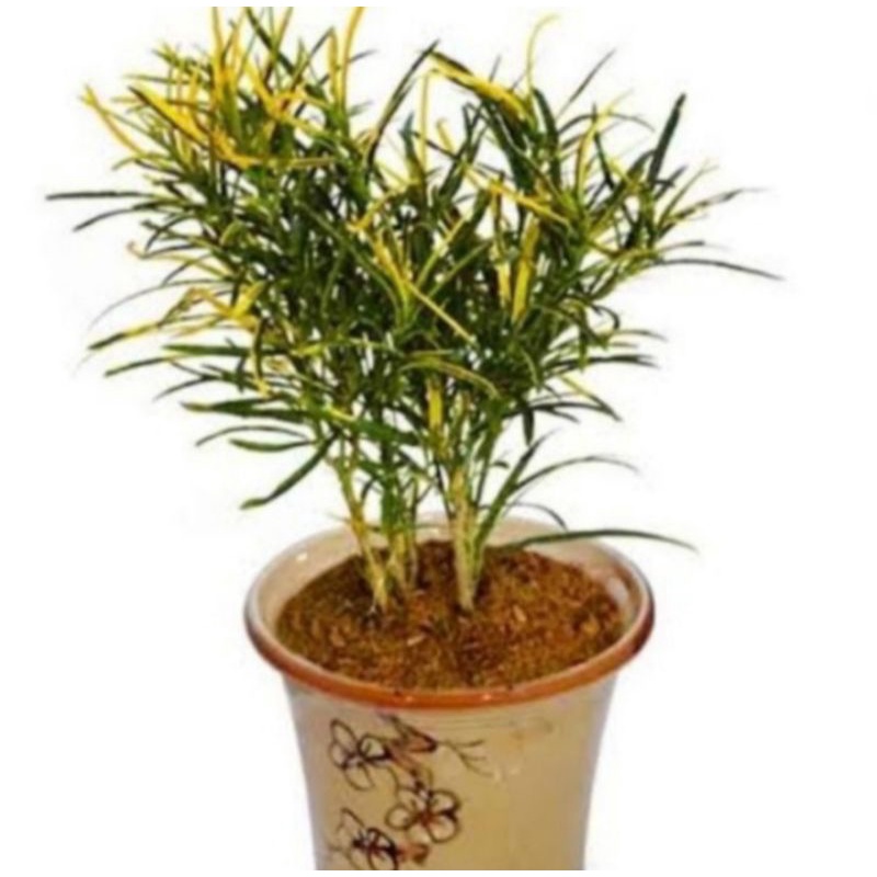 Pohon Puring Teri Tanaman Hias Pohon Puring Teri Kuning