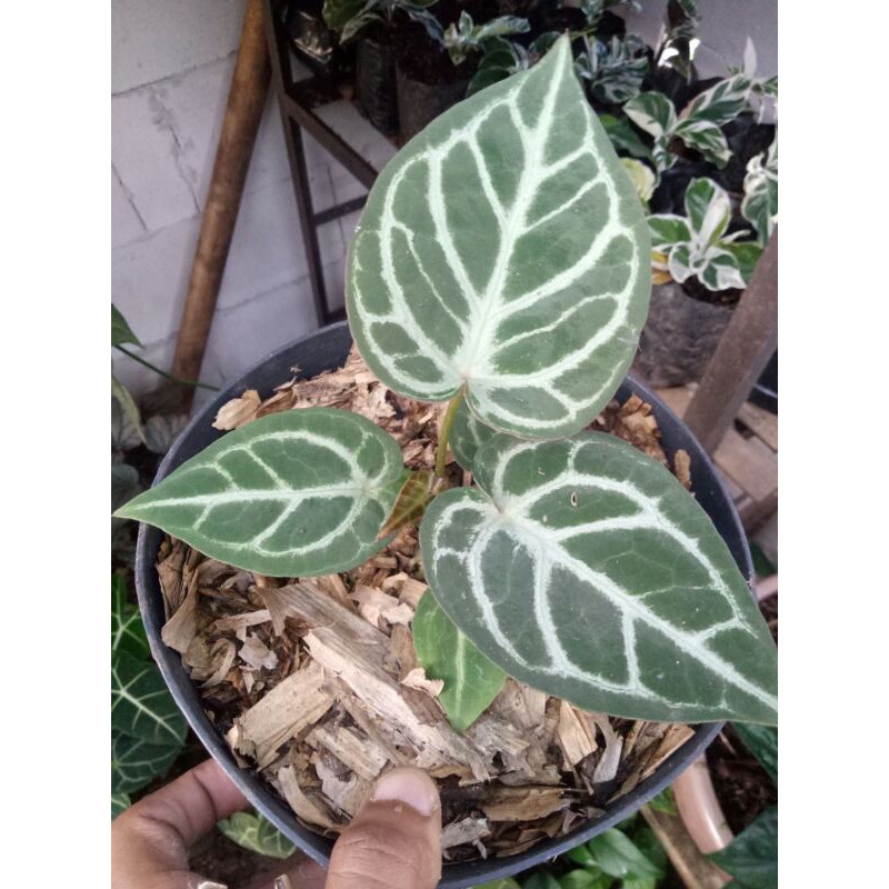 PROMO // Tanaman hias kuping gajah tarantula-Tanaman hias-Tarantula-kuping gajah-PROMO Tarantula