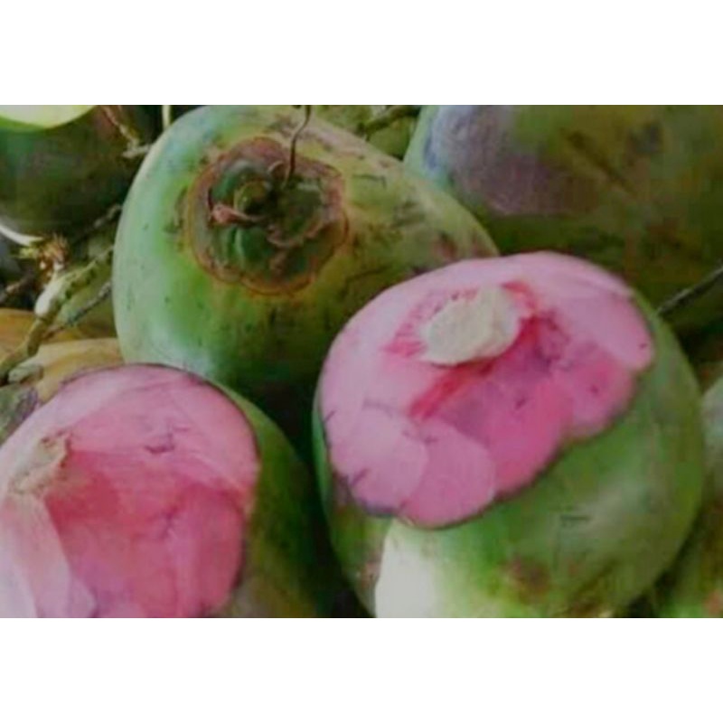 

kelapa Ijo wulung