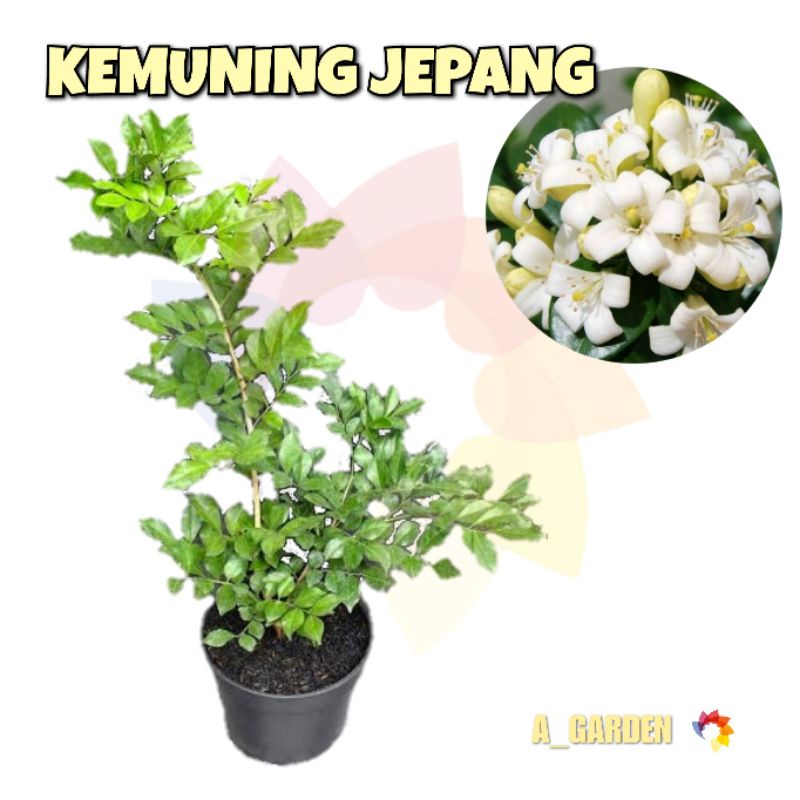 Tanaman Bunga Kemuning Jepang - Kemuning Holland