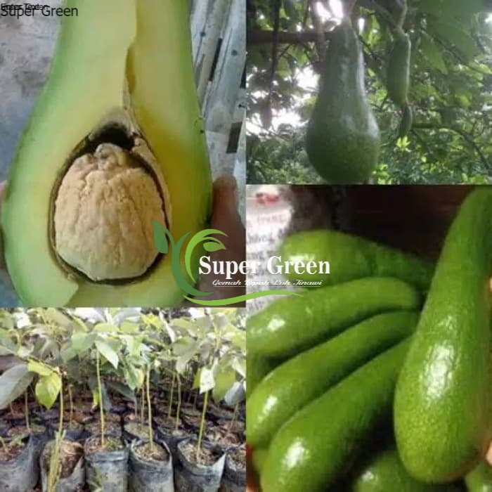 Bibit alpukat aligator super genjah